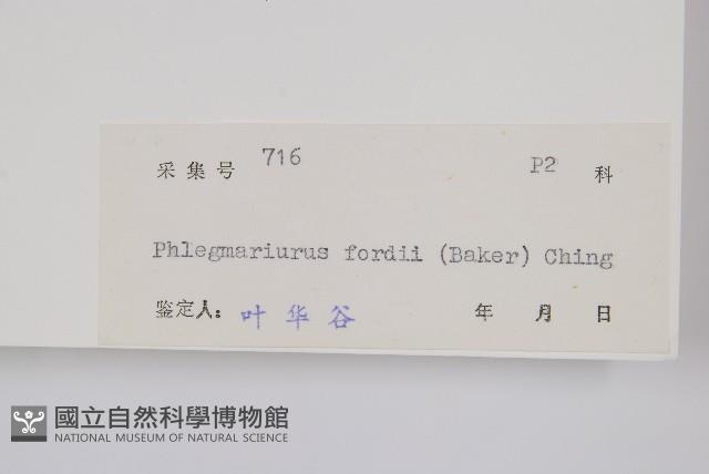 華南馬尾杉藏品圖，第1張