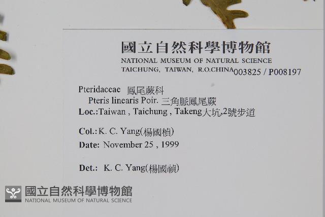 三角脈鳳尾蕨藏品圖，第2張