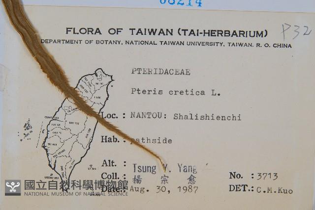 大葉鳳尾蕨藏品圖，第2張