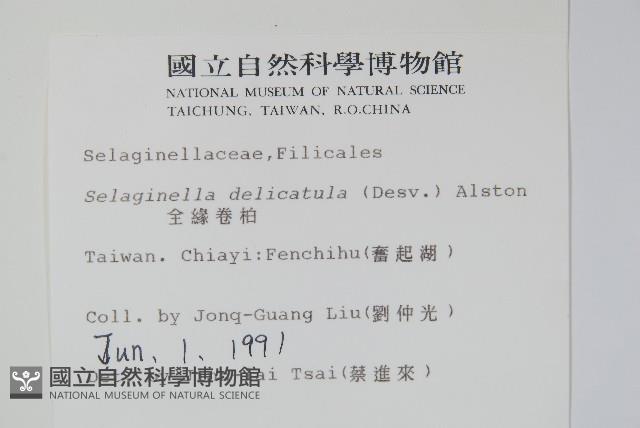 全緣卷柏藏品圖，第2張