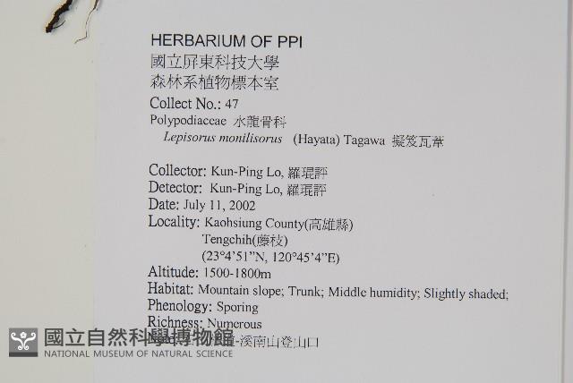 擬芨瓦葦藏品圖，第2張