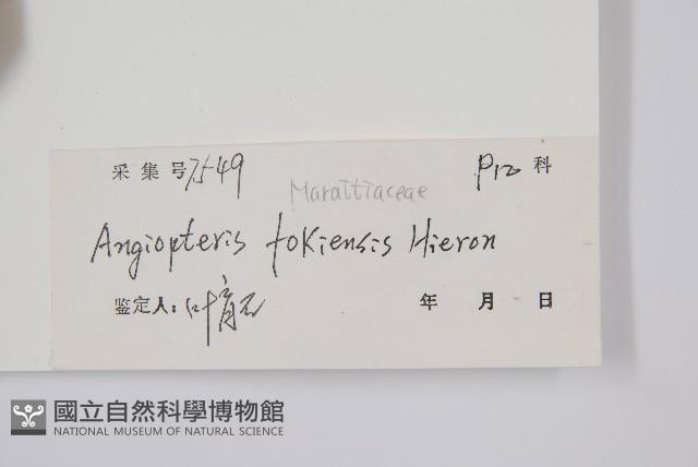 福建蓮座蕨藏品圖，第2張