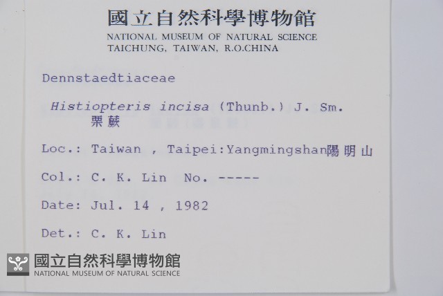 栗蕨藏品圖，第2張