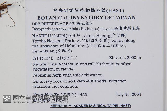 鋸齒葉鱗毛蕨藏品圖，第2張