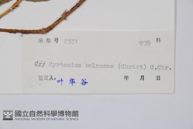 鐮羽貫眾藏品圖，第2張