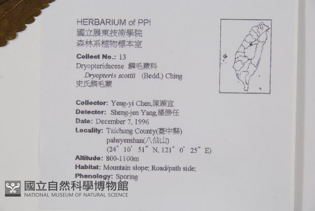 史氏鱗毛蕨藏品圖，第2張