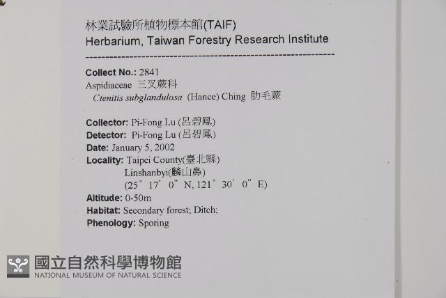 肋毛蕨藏品圖，第2張