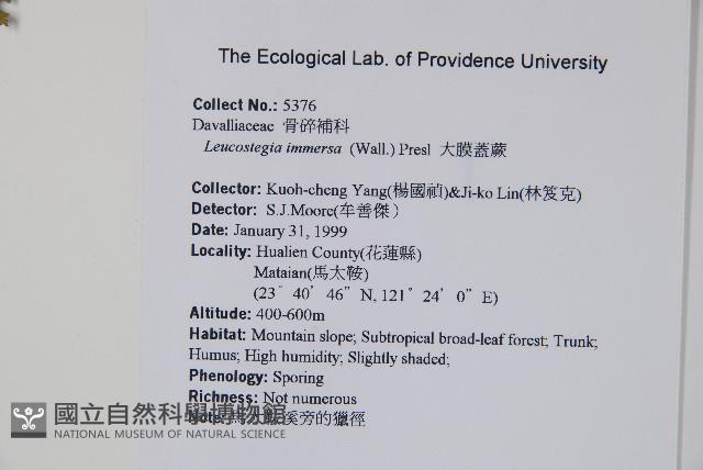 大膜蓋蕨藏品圖，第2張
