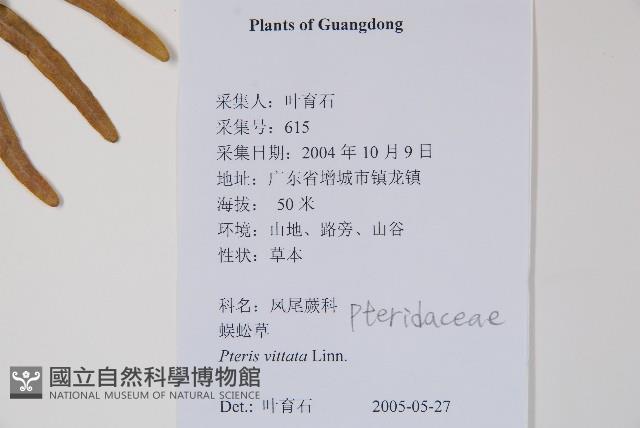 鱗蓋鳳尾蕨藏品圖，第2張