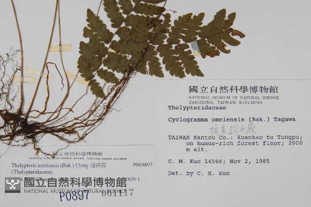 擬茯蕨藏品圖，第2張