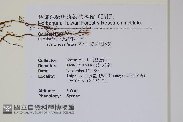 翅柄鳳尾蕨藏品圖，第2張