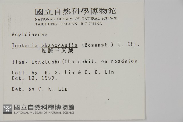 蛇脈三叉蕨藏品圖，第2張