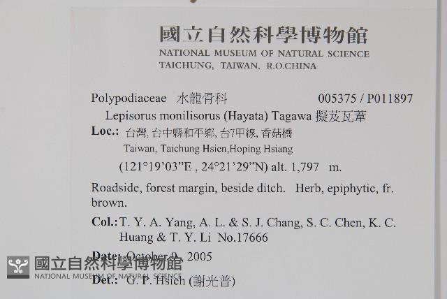 擬芨瓦葦藏品圖，第2張