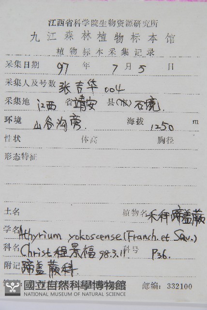 禾稈蹄蓋蕨藏品圖，第2張