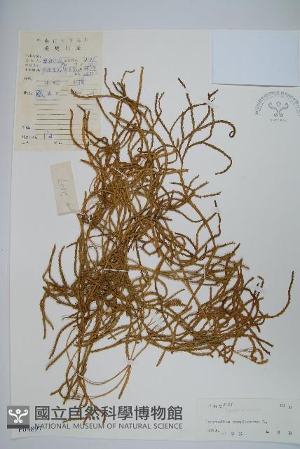 地刷子藏品圖，第1張