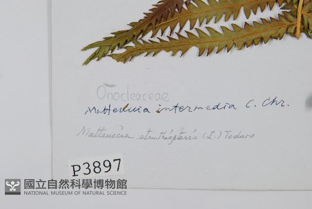 莢果蕨藏品圖，第2張