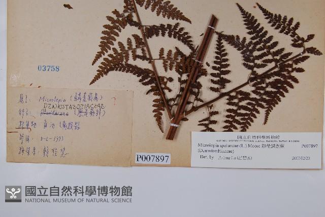 熱帶鱗蓋蕨藏品圖，第2張