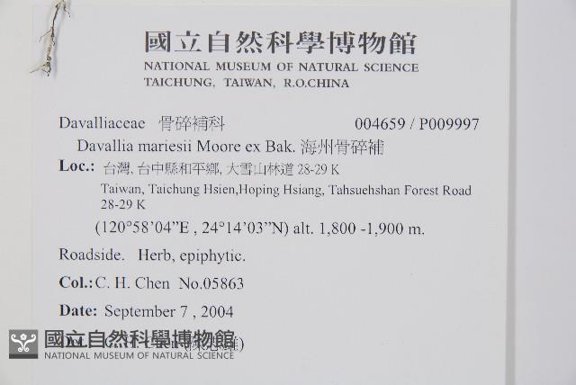 海州骨碎補藏品圖，第5張