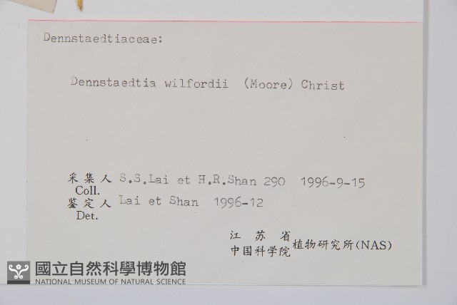 溪洞碗蕨藏品圖，第1張