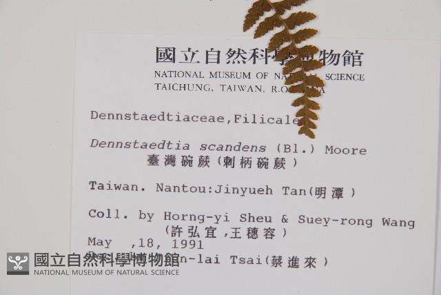 刺柄碗蕨藏品圖，第2張