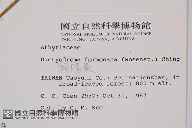 假腸蕨藏品圖，第2張