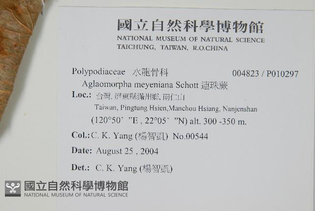 連珠蕨藏品圖，第2張