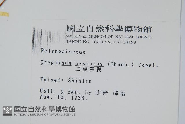 三葉茀蕨藏品圖，第2張