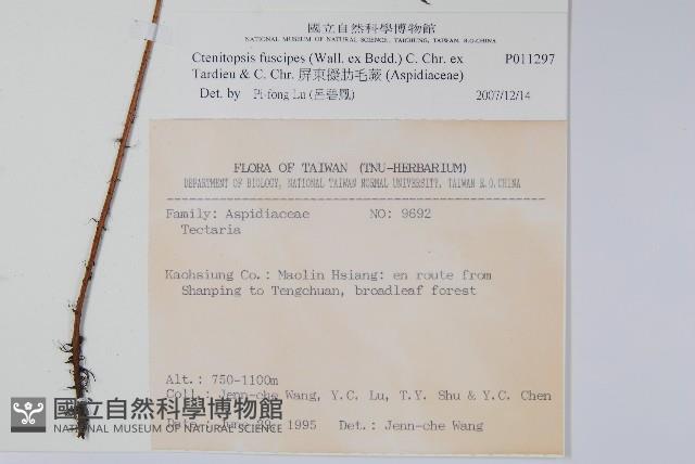 屏東擬肋毛蕨藏品圖，第2張