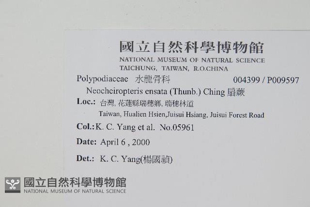 扇蕨藏品圖，第2張