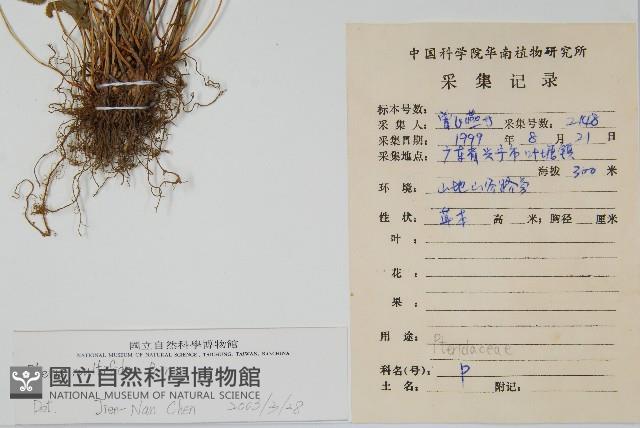 鳳尾蕨藏品圖，第2張