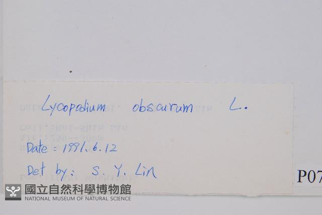 玉柏、玉柏石松藏品圖，第2張