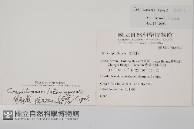 柯氏假脈蕨、假脈蕨藏品圖，第2張