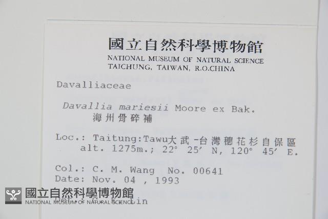 海州骨碎補藏品圖，第2張