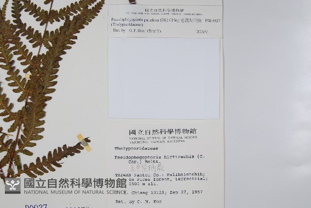 毛囊紫柄蕨藏品圖，第2張