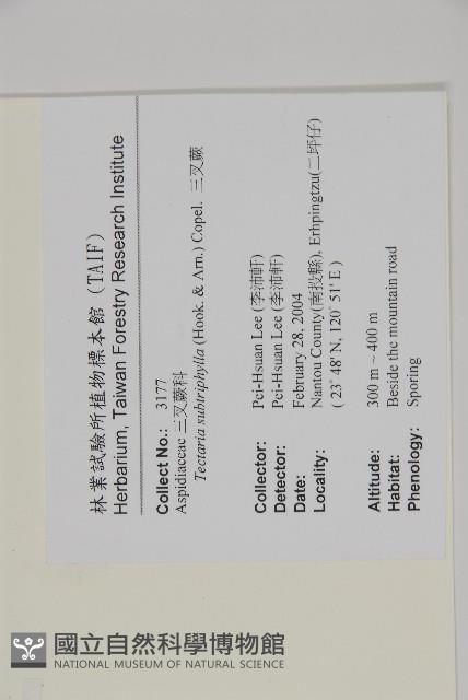 三叉蕨藏品圖，第2張