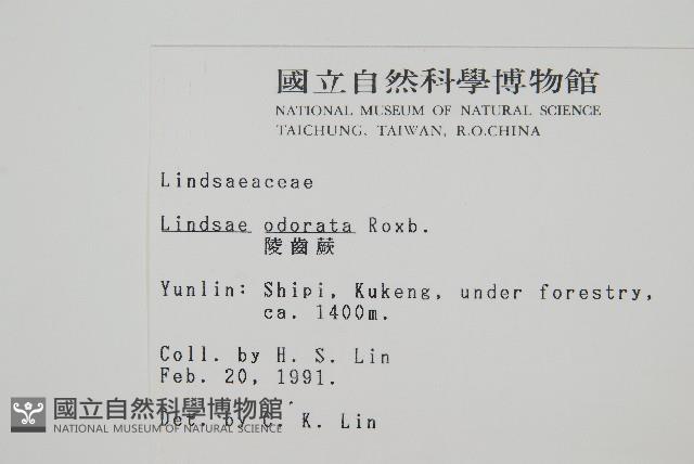 陵齒蕨、鱗始蕨藏品圖，第2張