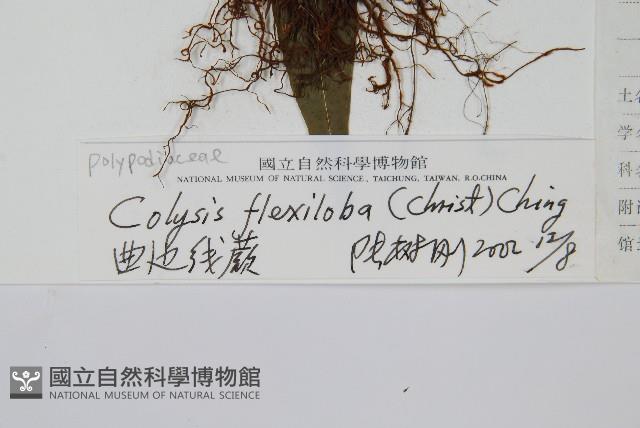 曲邊線蕨藏品圖，第2張