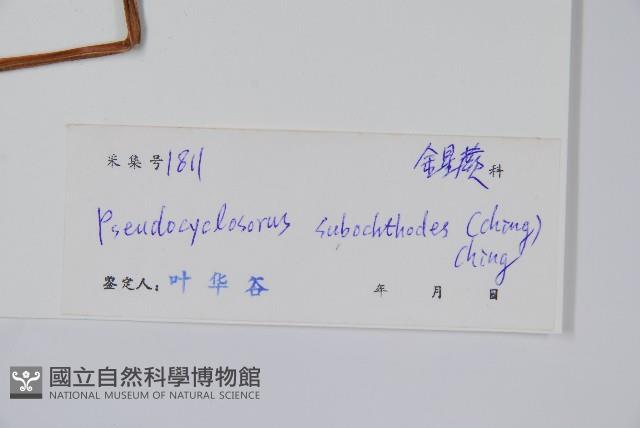 普通假毛蕨藏品圖，第2張