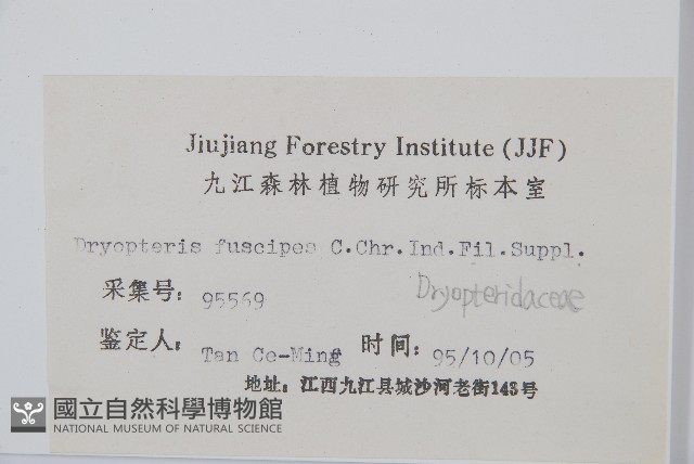 黑足鱗毛蕨藏品圖，第2張