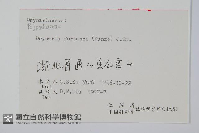 槲蕨藏品圖，第2張