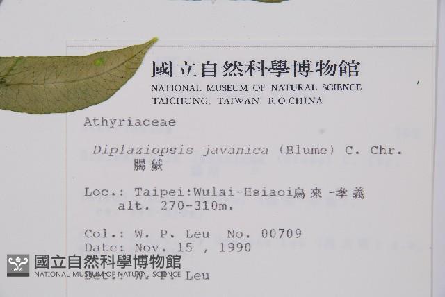 腸蕨藏品圖，第2張