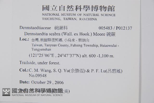 碗蕨藏品圖，第2張