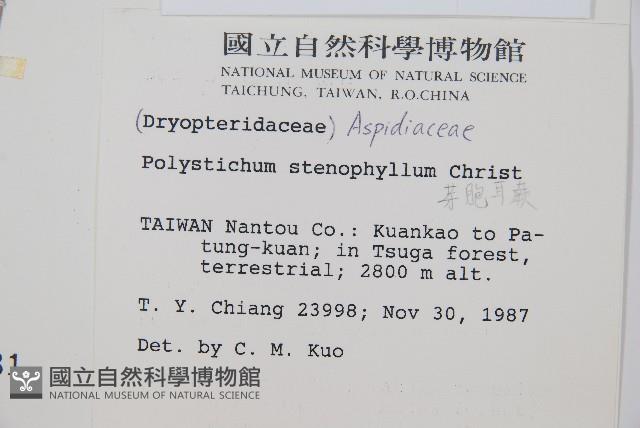 芽胞耳蕨、芽孢耳蕨藏品圖，第2張