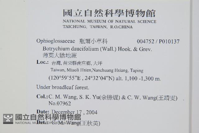 薄葉大陰地蕨藏品圖，第2張