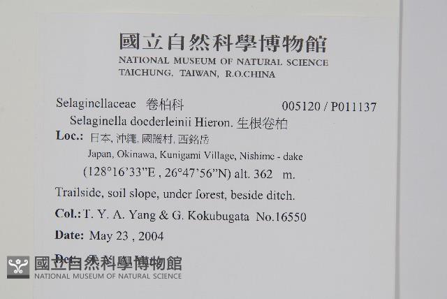 生根卷柏藏品圖，第2張