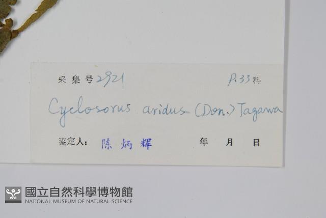 擬毛蕨藏品圖，第2張