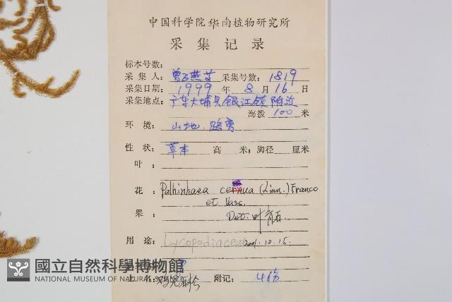 燈龍草藏品圖，第2張