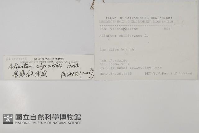 愛氏鐵線蕨藏品圖，第2張