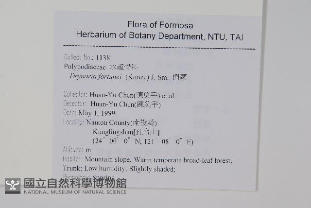 槲蕨藏品圖，第2張