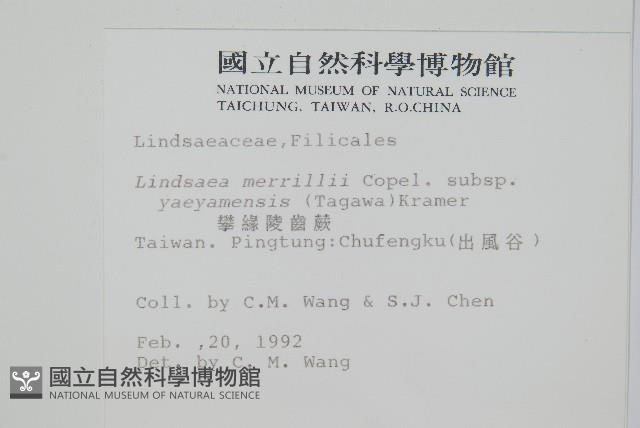 攀緣鱗始蕨藏品圖，第2張